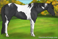 Horse Color:Black Tobiano 
