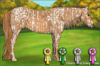 Horse Color:Sable Champagne Roan Splash Frame Appaloosa  Brindle