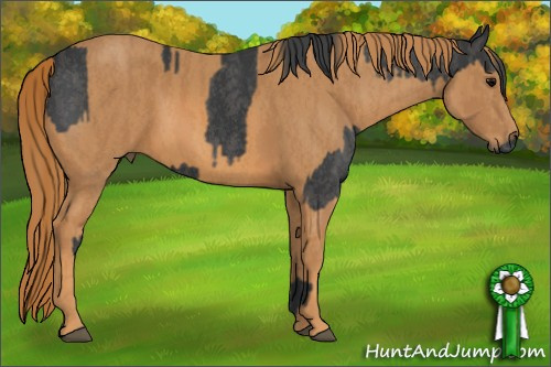 Horse Color: Blue Roan  Brindle
