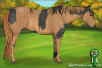 Horse Color:Blue Roan Brindle