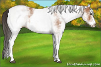 Horse Color:White Spotted Bay 