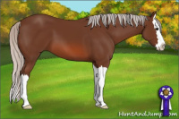 Horse Color:Silver Bay Sabino Splash 