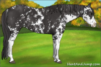 Horse Color:Smoky Black Sabino