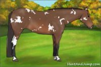 Horse Color:White Spotted Bay 
