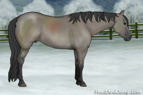 Horse Color: Grullo Sabino 