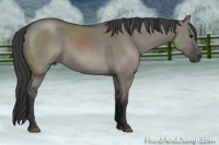 Horse Color:Grullo Sabino