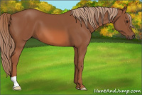 Horse Color:Liver Chestnut 