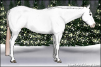 Horse Color:Blue Roan Splash Frame Appaloosa 