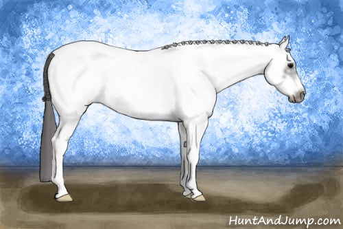 Horse Color: White Spotted Black Frame Near Leopard 