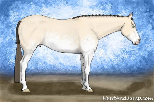 Horse Color: White Spotted Amber Cream Champagne Roan Dun 