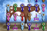 Horse Color:Bay Frame Appaloosa 