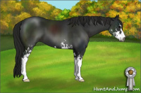 Horse Color:Gray Smoky Black Sabino 