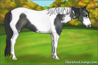 Horse Color:Black Sabino Tobiano 