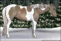 Horse Color:Silver Black Tobiano