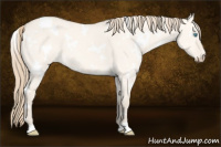 Horse Color:White Spotted Perlino Dun 