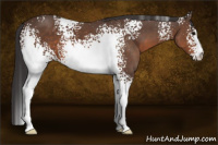 Horse Color:White Spotted Brown 