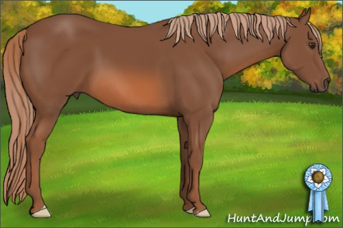Horse Color: Liver Chestnut 