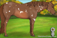 Horse Color:White Spotted Liver Chestnut 