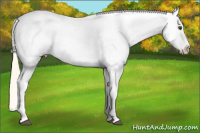 Horse Color:Palomino Appaloosa