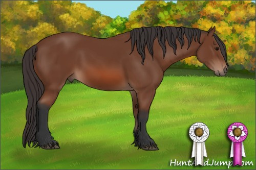 Horse Color: Bay 