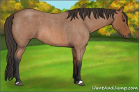 Horse Color:Bay Roan 