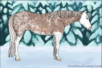 Horse Color:Silver Bay Ice Splash Rabicano 