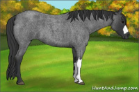 Horse Color:Blue Roan 
