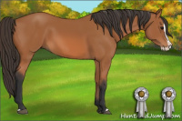 Horse Color:Bay Splash 