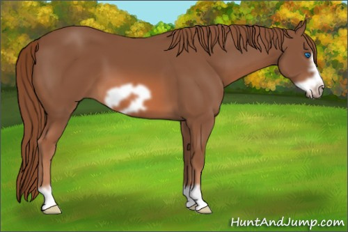 Horse Color: Liver Chestnut Frame 