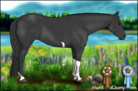 Horse Color:Black Tobiano 
