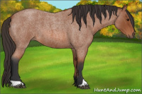 Horse Color:Bay Roan 