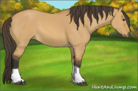 Horse Color:Buckskin Dun Tobiano