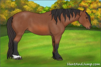 Horse Color:Bay Roan 