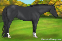 Horse Color:Black 