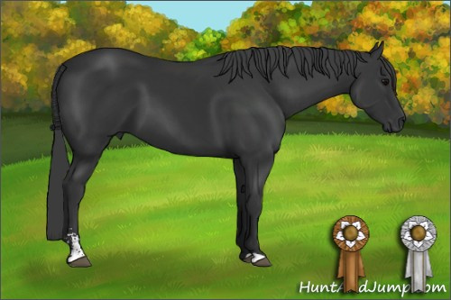 Horse Color: Black Sabino 