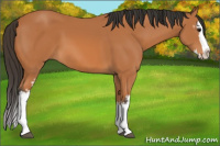 Horse Color:White Spotted Bay Splash
