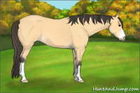 Horse Color:Buckskin 