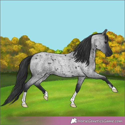 Horse Color: Blue Roan 