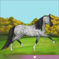 Horse Color:Blue Roan 