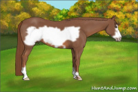 Horse Color:Liver Chestnut Frame 