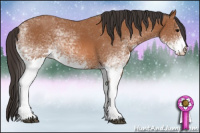 Horse Color:White Spotted Bay 