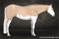 Horse Color:Silver Amber Champagne Roan Splash 