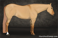 Horse Color:Gray Palomino Dun