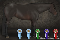 Horse Color:Gray Bay 