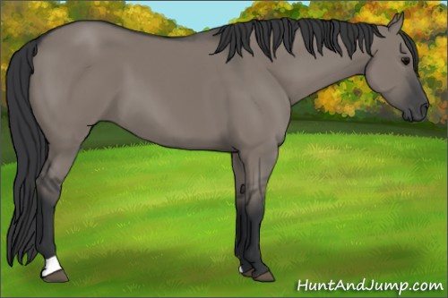 Horse Color: Grullo 