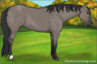 Horse Color:Grullo 
