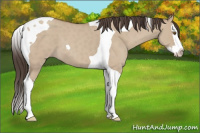 Horse Color:Classic Champagne Dun Splash Tobiano 