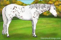 Horse Color:Silver Black Splash Tobiano Near Leopard 