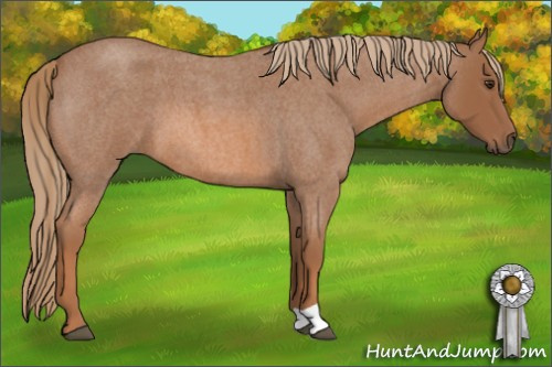 Horse Color: Red Roan 