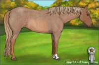 Horse Color:Red Roan 